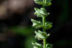 Heartleaf skullcap